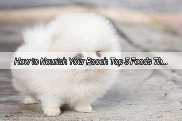 How to Nourish Your Pooch Top 5 Foods That Soothe a Dogs Tummy Troubles